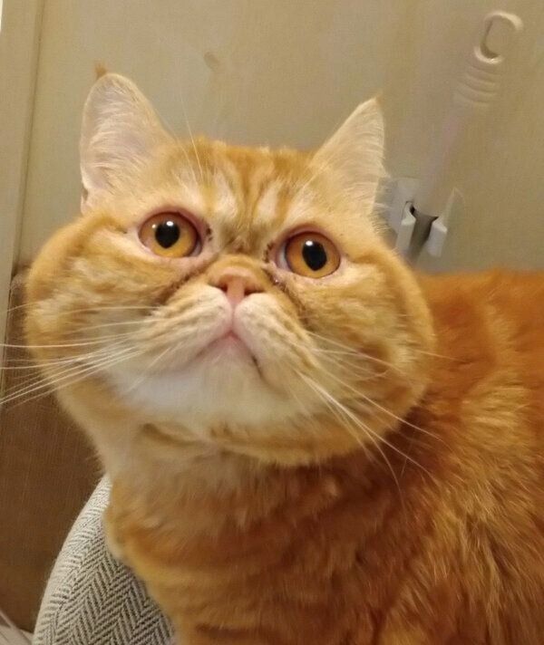 見つめる茶太郎くん