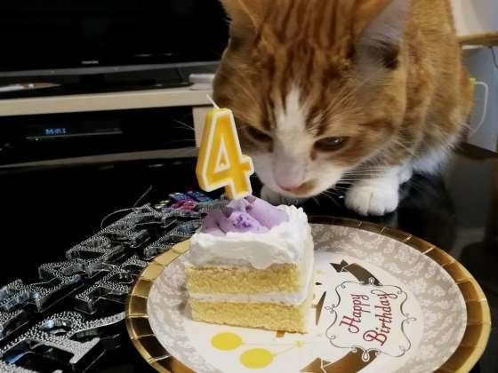 猫用ケーキが気になるマンチカン