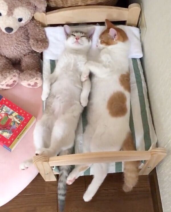 ベッドで仲良く眠るアメリちゃん、カヌレくん