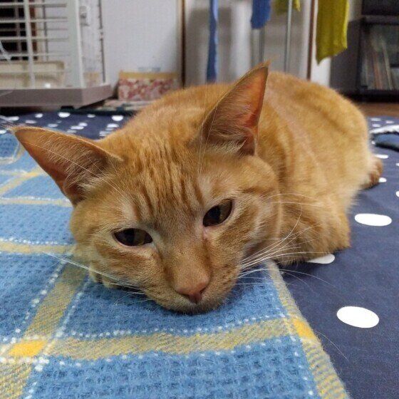 ツチノコ寝をする茶トラ猫