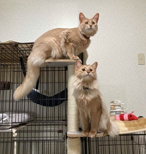 キャットタワーに登る凪くん、颯くん