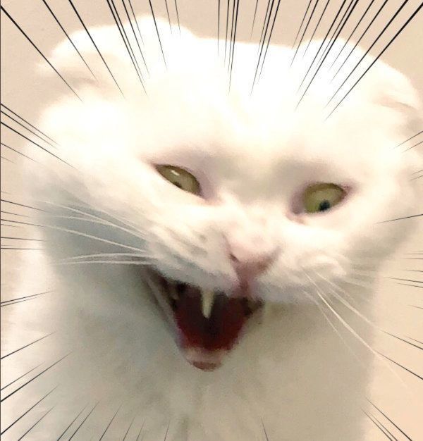 鬼の形相になるむくちゃん