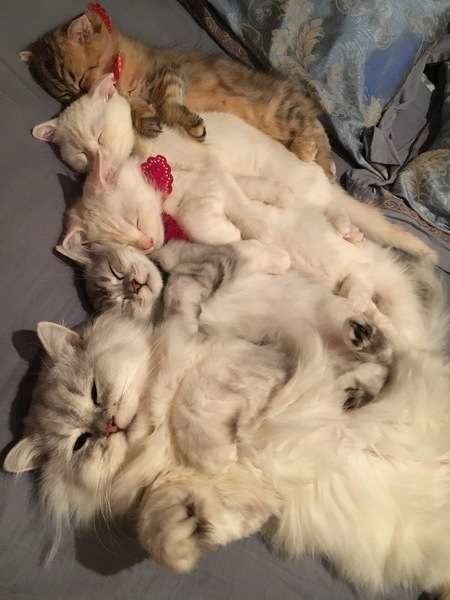 家族で寝ているペルシャのリキ君親子