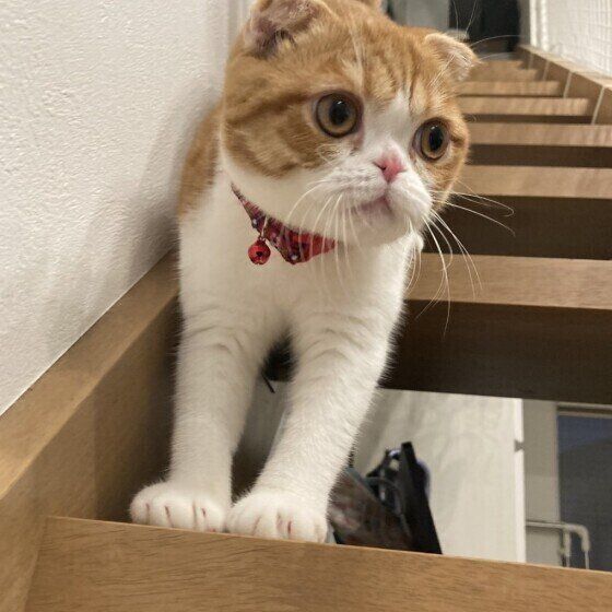 スコティッシュフォールドのもなかちゃん