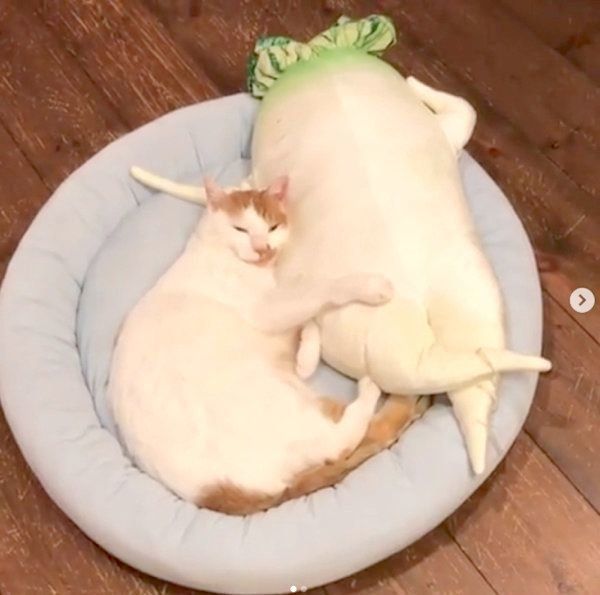 ぬいぐるみにフミフミする猫