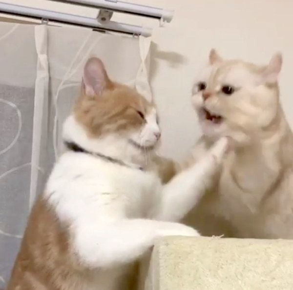 キャットタワーをめぐる争いをする、アメリカンカールとスコティッシュフォールド