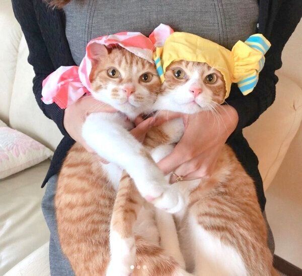 かぶりものを被るむぎちゃん、みそちゃん