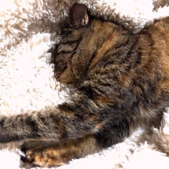 ふみふみする猫