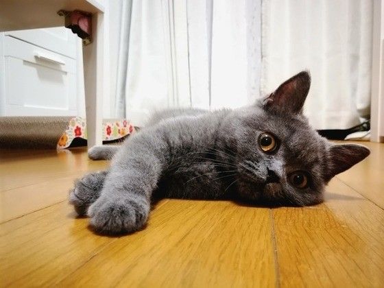 見つめるブリティッシュショートヘア