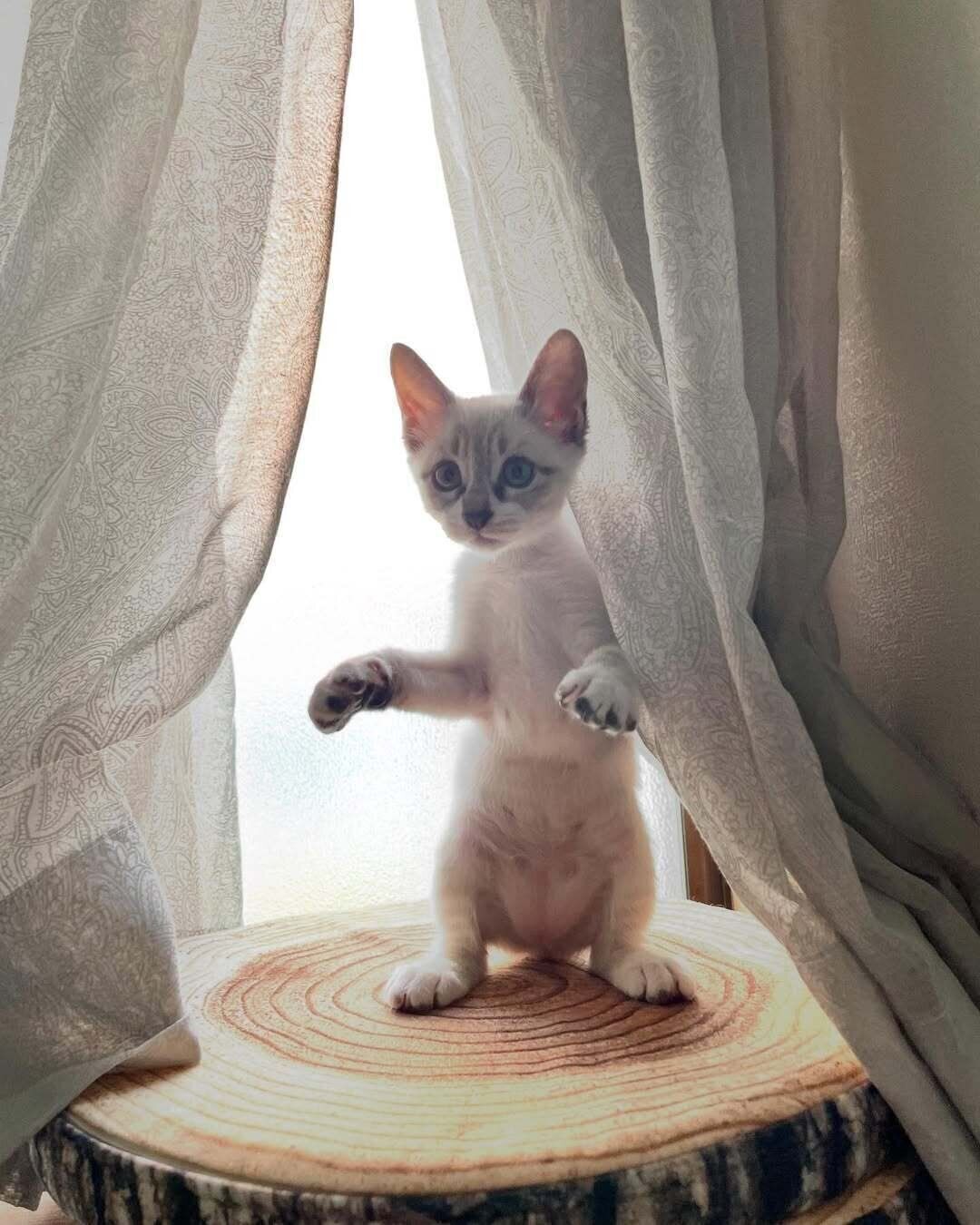 生後2カ月の子猫