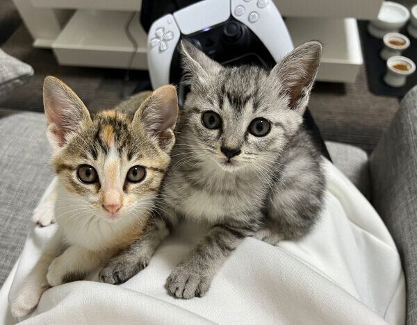 ゲームをしようとする飼い主さんを阻止する、ととまるくんとはんみちゃん