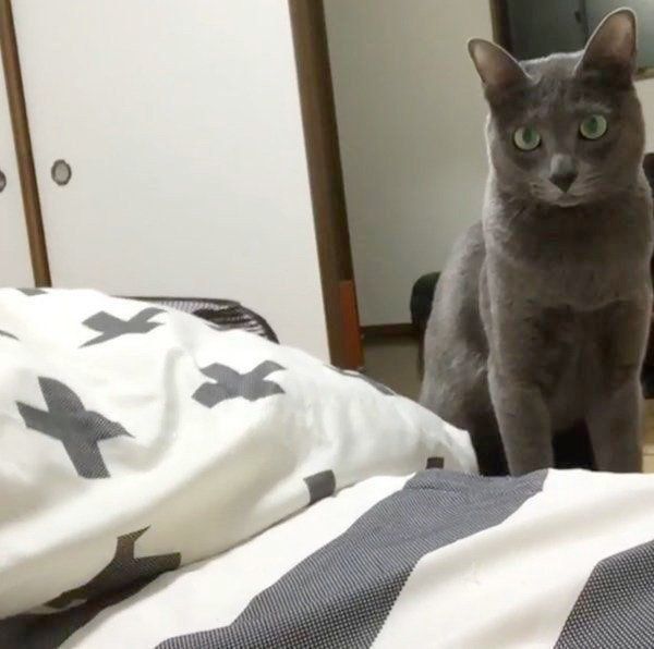 布団で遊ぶコラット