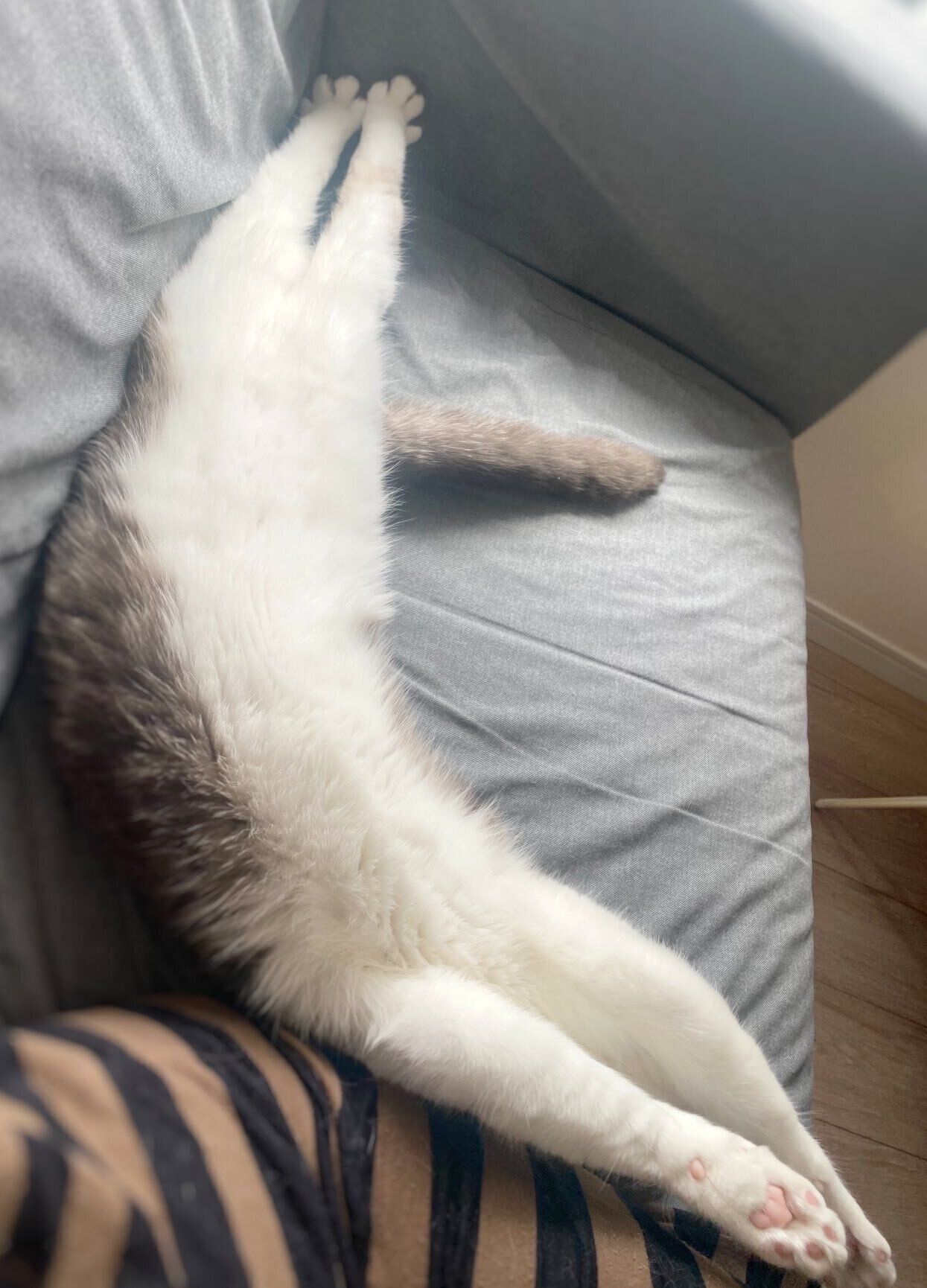 寝ているぷくちゃん