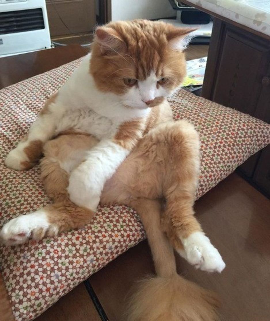 オモシロ可愛い 知ればしるほど好きになる 愛すべき猫の スコ座り ねこのきもちweb Magazine オモシロ可愛い 知ればしるほど好きになる 愛すべき猫の スコ座り ねこのきもちweb Magazine