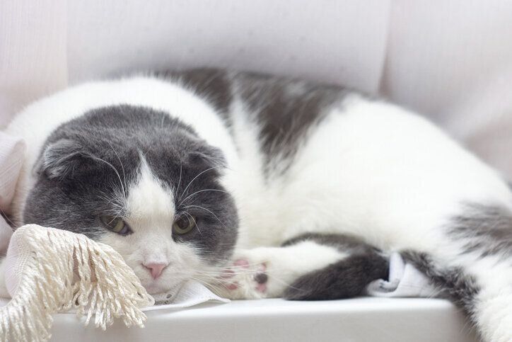 くつろぐ猫