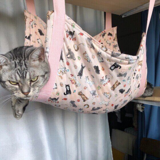 ハンモックに入るアメリカンショートヘア