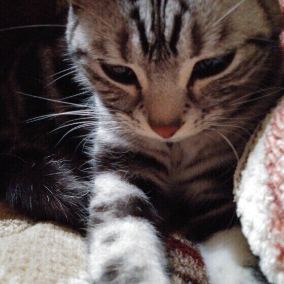 アメリカンショートヘア