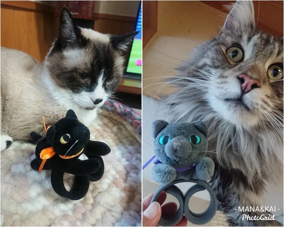 ハロウィングッズと猫