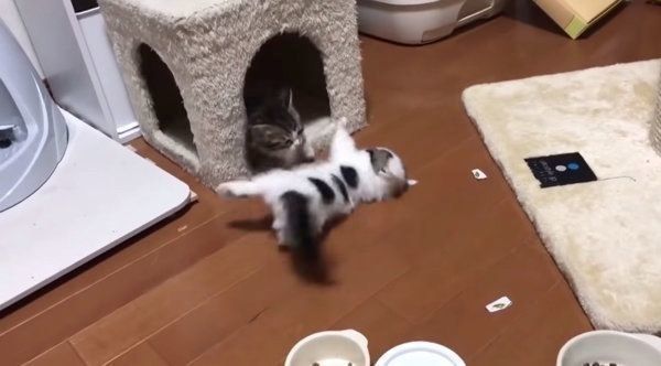 ケンカをする子猫