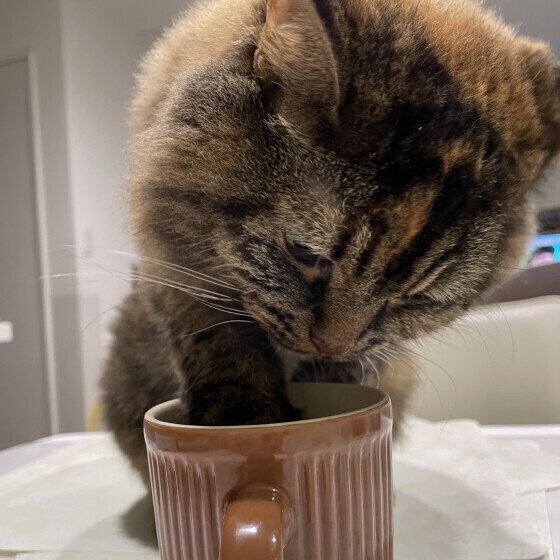 マンチカンのれもんちゃん