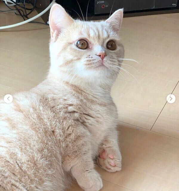 まったりするむぎくん