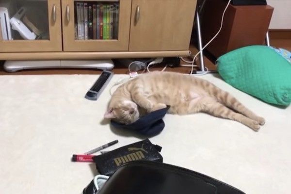 帽子大好きニャンコ