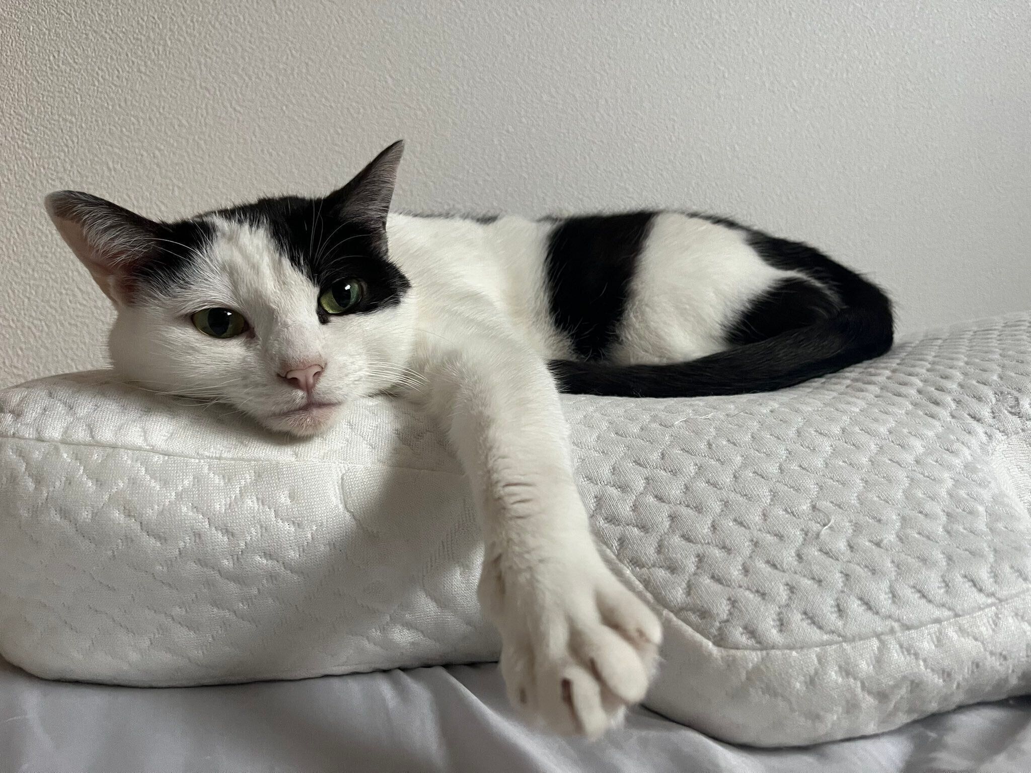 飼い主さんの枕の上に乗るミシェルちゃん