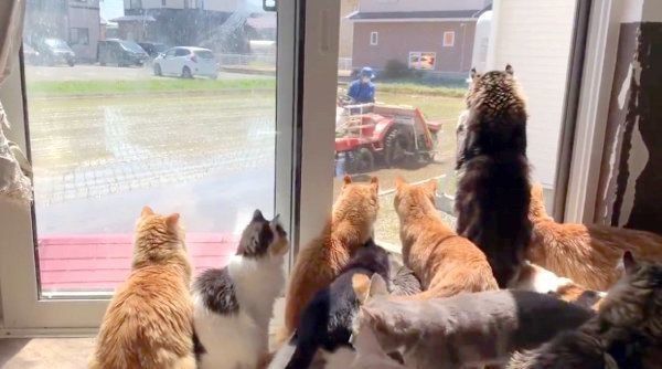 田植え作業を見つめる猫