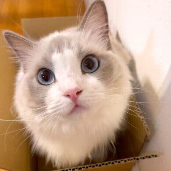 見つめるラグドール