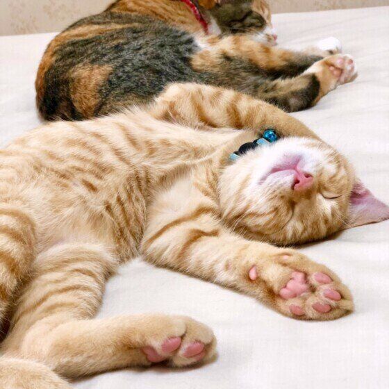 Mix（茶トラ）のムギくんたち♪