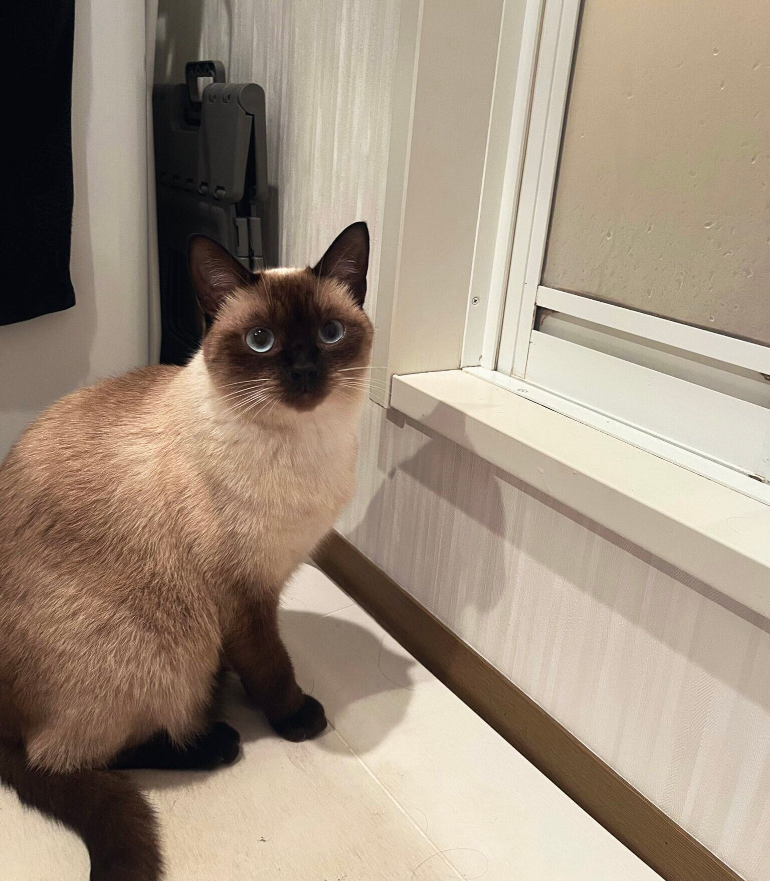 お風呂から出てくる飼い主さんたちを待つぷよくん