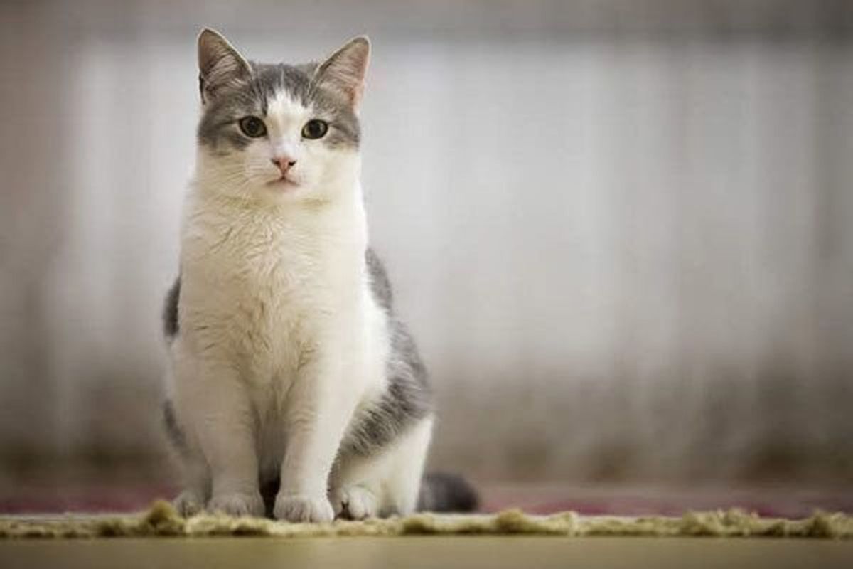 猫がウロウロと落ち着かない原因とは 病気の可能性 対策も解説 ねこのきもちweb Magazine 猫がウロウロと落ち着かない原因とは 病気の可能性 対策も解説 ねこのきもちweb Magazine