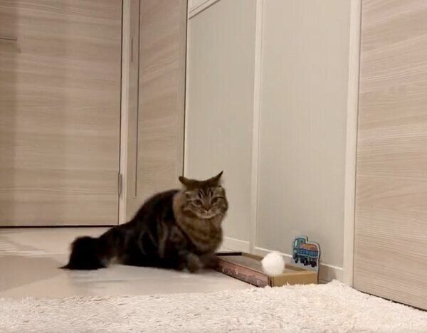 「白玉」を見つめるアーサーくん