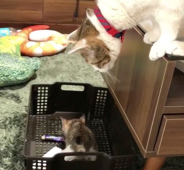 先輩猫に動じない子猫