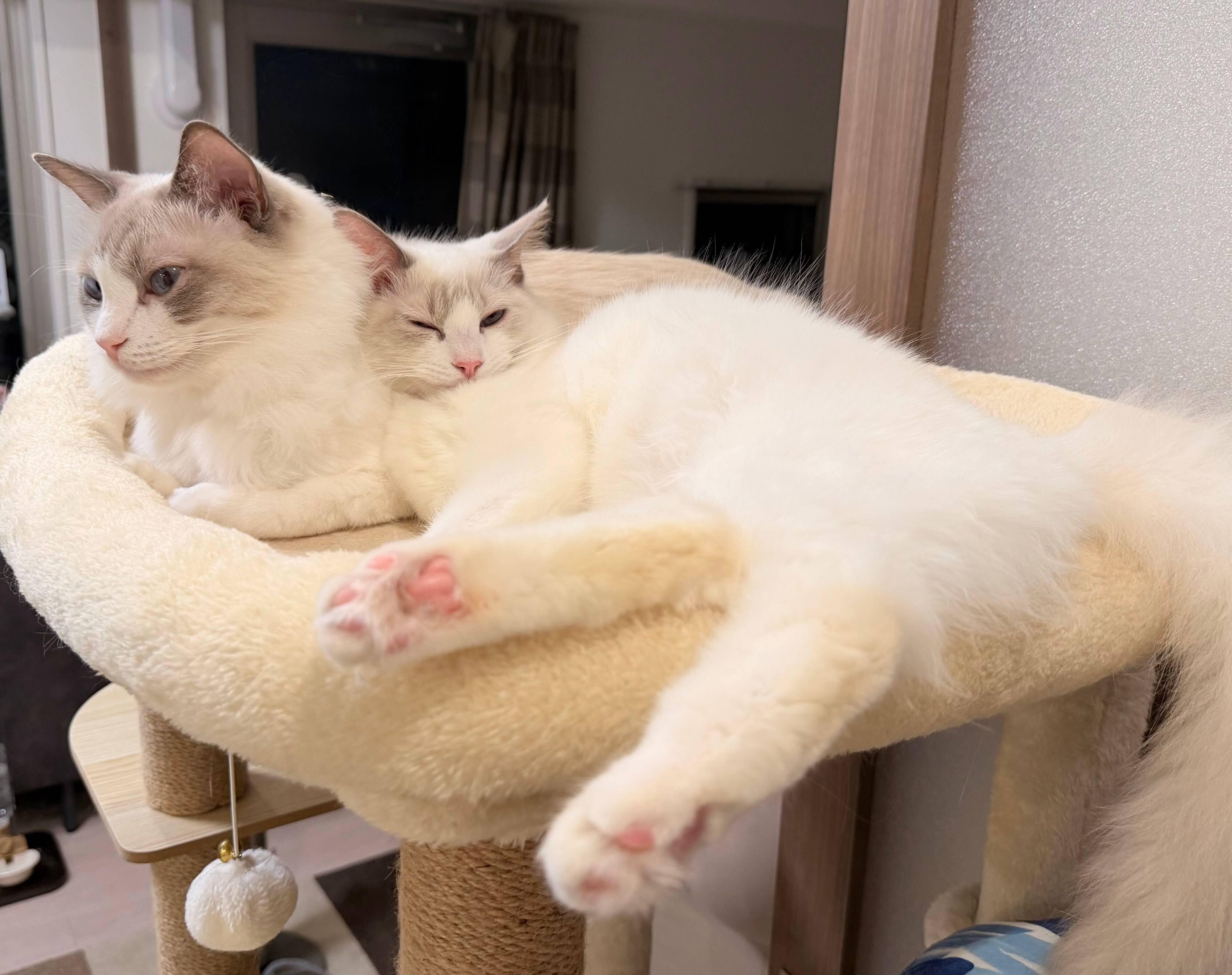 仲良しなルルちゃん、シェリーちゃん