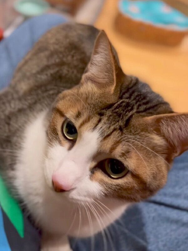 飼い主さんの膝の上に乗る絃くん