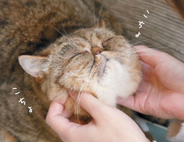 マッサージで猫と飼い主さんがお互いに癒しあえるヒミツ