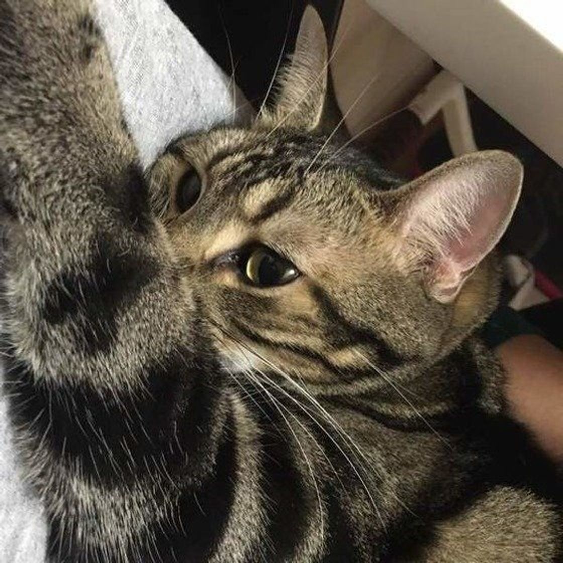 獣医師監修 吐くのを減らそう キャットフードで毛玉ケア おすすめフードもご紹介 ねこのきもちweb Magazine 獣医師監修 吐くのを減らそう キャットフードで毛玉ケア おすすめフードもご紹介 ねこのきもちweb Magazine