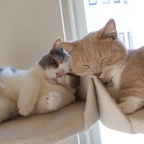 ぐっすり眠るネネちゃんと、なかなか寝付けないララちゃん