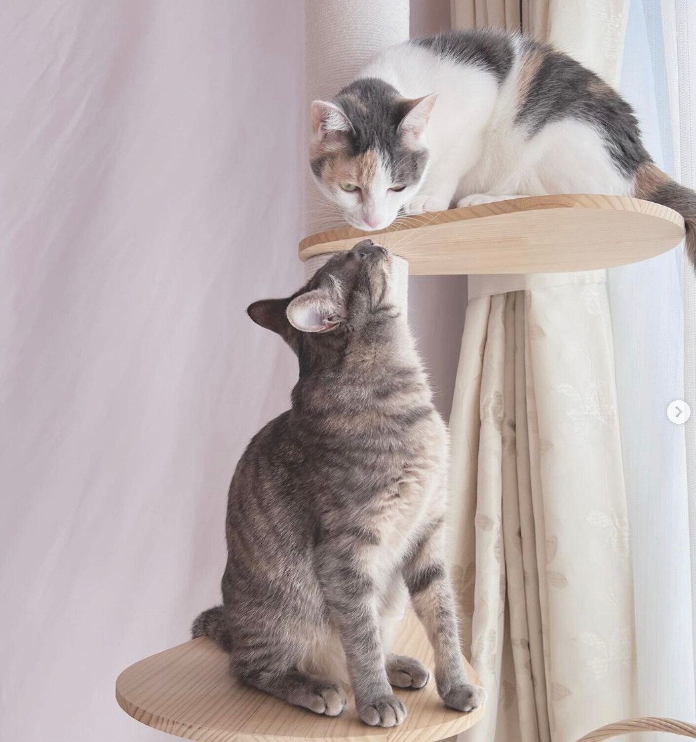 見つめ合うコユビちゃん、こはるちゃん