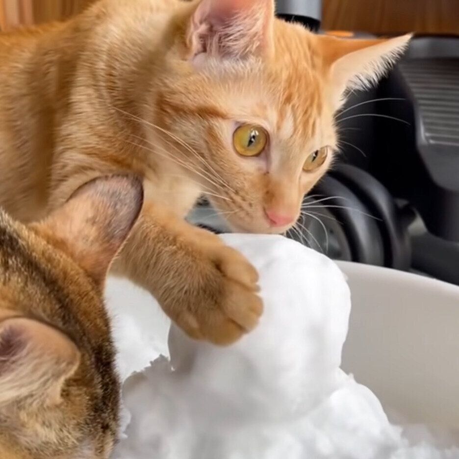 雪を触ってみるリクちゃん