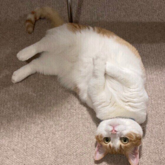 ヘソ天するマンチカン