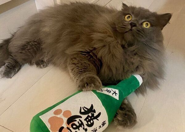 「酒瓶キッカー」を抱える猫