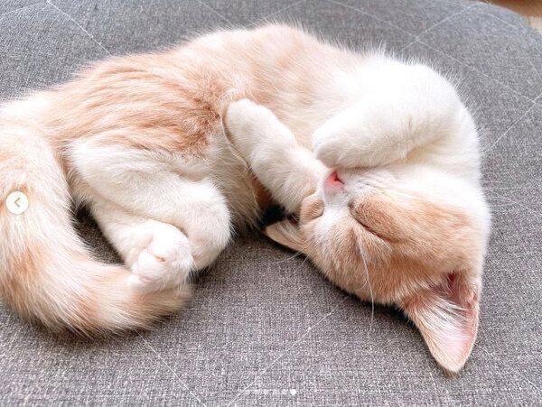 ぐっすり眠るみりんちゃん