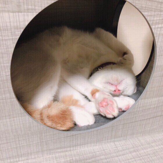 眠る猫