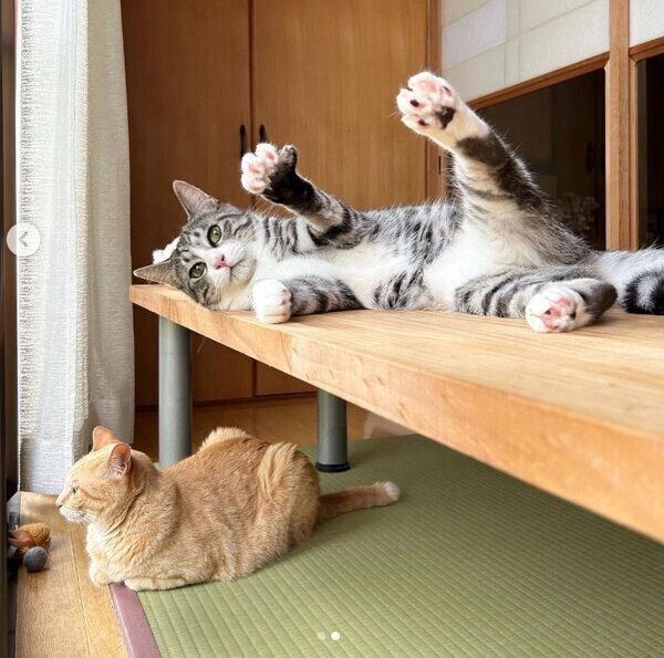 まったりするもいわちゃん、いぶきくん