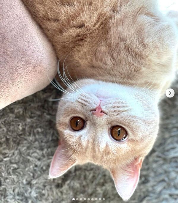 まったりするむぎくん