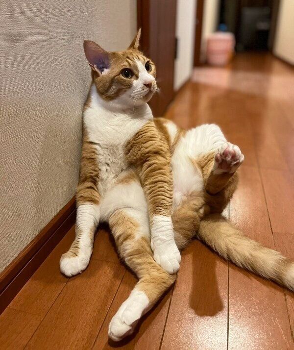 廊下で座り込むモカくん