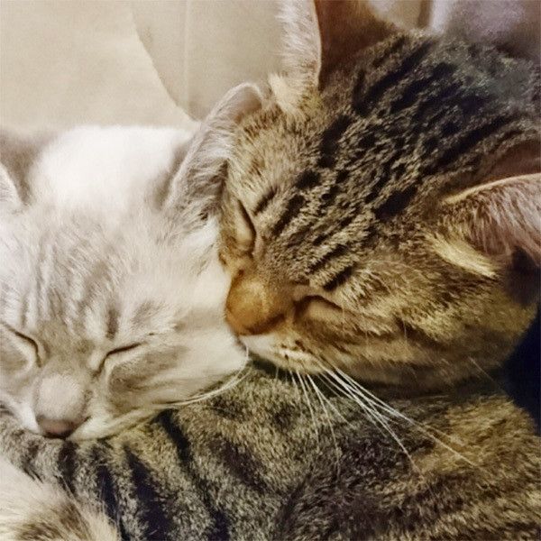 スリスリする猫