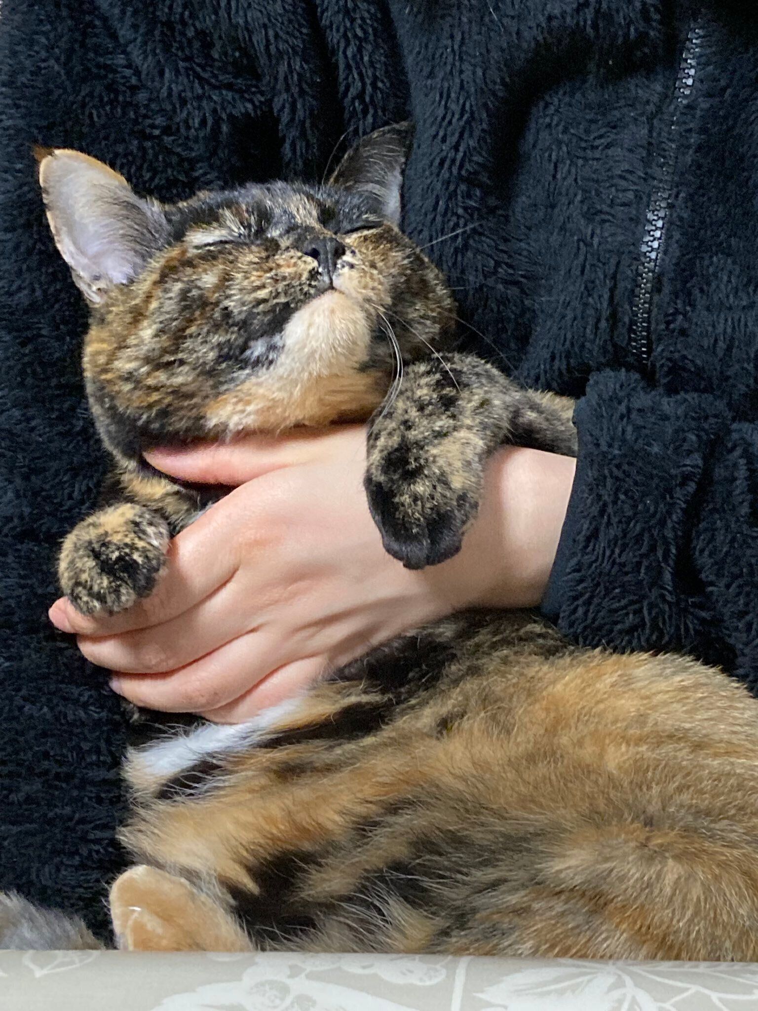 飼い主さんに抱っこしてもらうきゅーちゃん